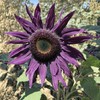 100 Pcs Rare Purple Sunflower Seeds Beautiful Flower for Planting