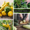 Sow Right Seeds - Bulk Mixed Zucchini Seeds for Planting