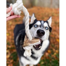 Large Elk Antler Split Rope Toy - All Natural, Grade A, Premium Antler Dog