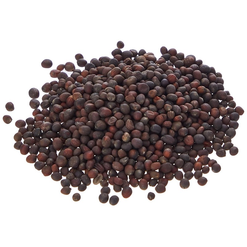 PREMIER SEEDS DIRECT Sprouting Pink Kale Seeds "Brassica oleracea Acephala