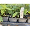 Boysenberry Plant – Live Boysenberry Plant
