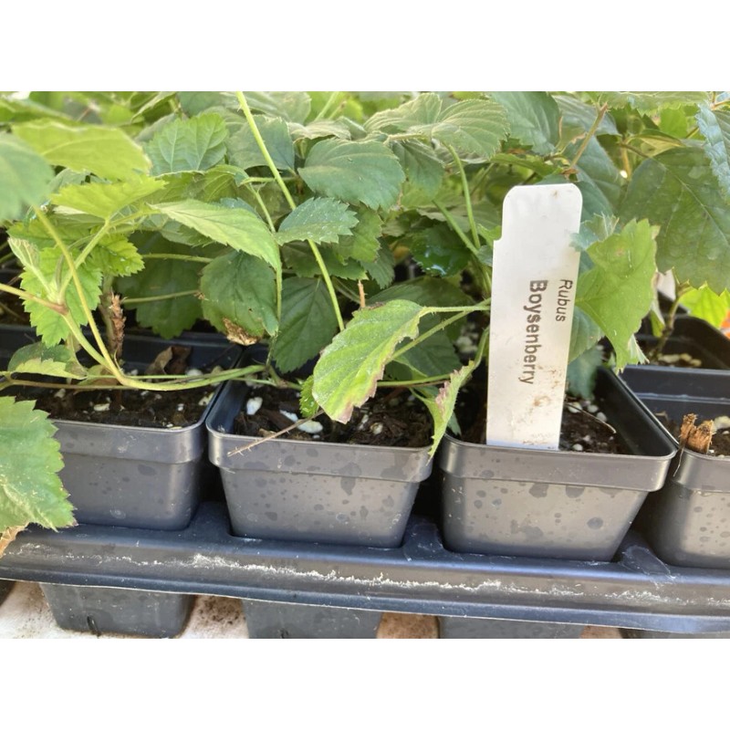 Boysenberry Plant – Live Boysenberry Plant