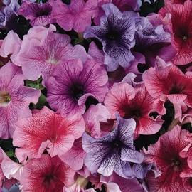 Park Seed Daddy Mix Petunia Seeds - Pack of 500 Seeds, Vibrant 4-Inch Blooms, Blue, Red, Sugar, and Peppermint Varieties, Perfect for Containers and Hanging Baskets, Full Sun to Light Shade