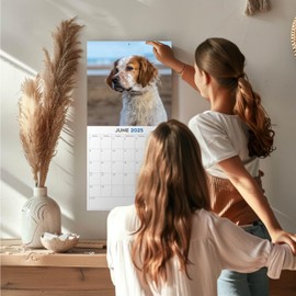 2025 Brittany Calendar - Dog Breed Wall Calendar - 12 x 24 Open - Thick No-Bleed Paper - 14 Month Planner Calendar Organizing & Planning