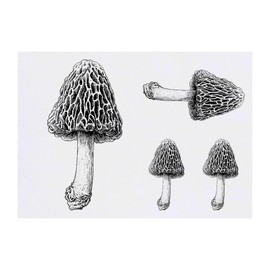 Azeeda 4 x 'Morchelpilz' Temporäre Tattoos - Wasserfest, Hautfreundlich & Ungiftig · Transfers in Verschiedenen Größen (TO00082204)