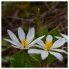Everwilde Farms - 10 Bloodroot Native Wildflower Seeds - Gold