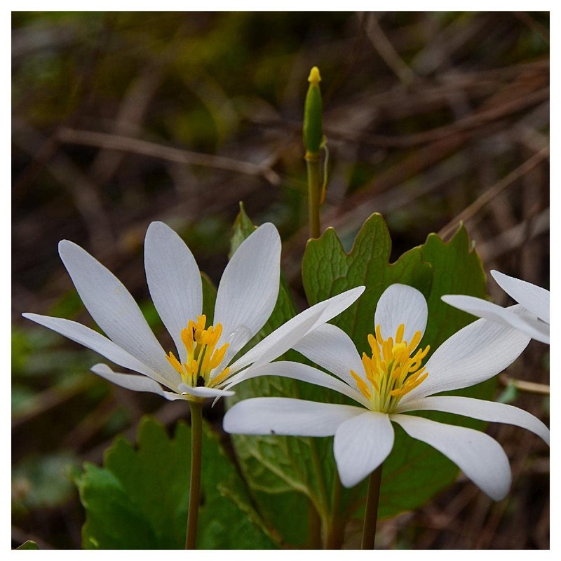 Everwilde Farms - 10 Bloodroot Native Wildflower Seeds - Gold