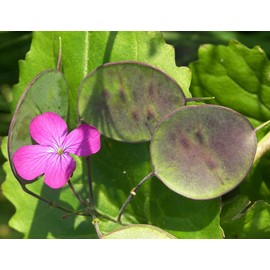 KIRA SEEDS - Seeds Silver Dollar - Money Plant Lunaria - Biennial Flowers for Planting
