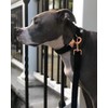 ARING PET Dog Collar and Leash, Velvet Dog Collar and