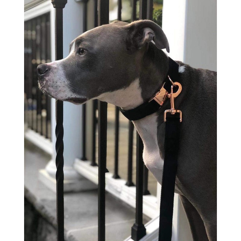 ARING PET Dog Collar and Leash, Velvet Dog Collar and