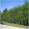 RLH 80 Austree Hybrid Willow Tree Thin Cuttings Fresh Cut
