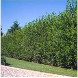 RLH 80 Austree Hybrid Willow Tree Thin Cuttings Fresh Cut Fast Growing 10 Inch