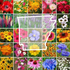 Eden Brothers Arkansas Wildflower Mixed Seeds for Planting, 1/4 lb, 120,000+ Seeds with African Daisy, Cosmos | Attracts Pollinators, Plant in Spring or Fall, Zones