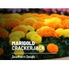 Southern Seeds Marigold, Crackerjack - 100 Seeds - Giant blossoms