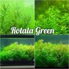 50 Plant Stems Pack - Live Aquatic Freshwater Plants -