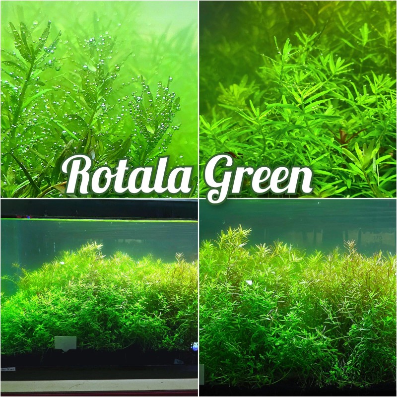 50 Plant Stems Pack - Live Aquatic Freshwater Plants -