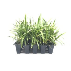 Agapanthus Africanus 'Lily of The Nile' - 30 Live Plants - 2" Pot Size - Blooming Groundcover
