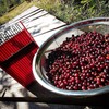 Berry Picker, Metal Blueberry Picker Tool with Metallic Comb, Blueberry
