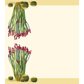 Stonehouse Collection | Ocotillo Cactus Table Tent Cards | Desert Cactus Place Cards | Southwest Name Cards | Place Setting | Desert Southwest Parties, Celebrations | (Ocotillo Cactus)