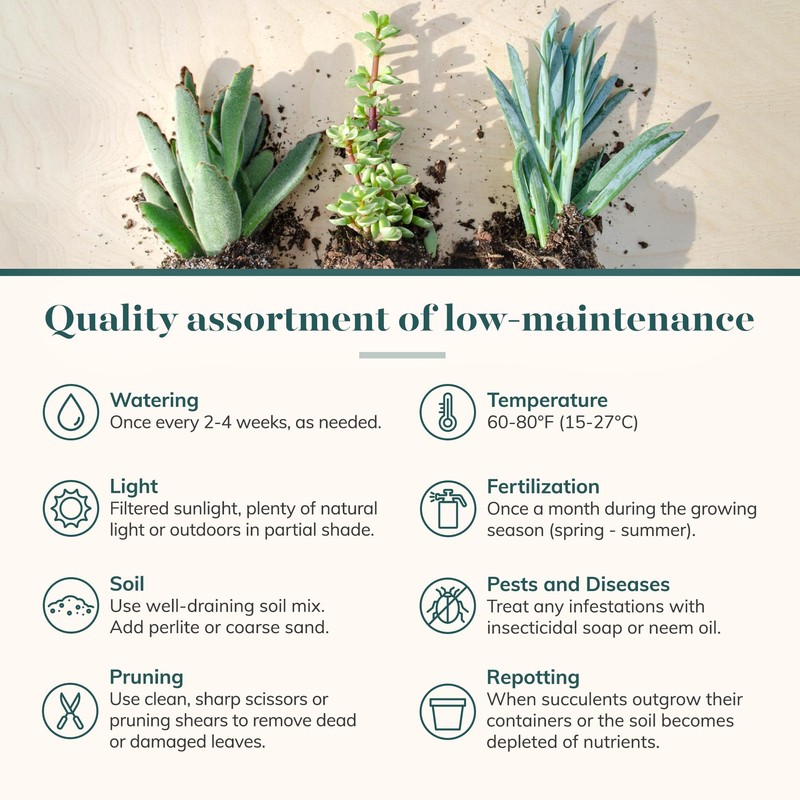 Shop Succulents Assorted Succulent Plant Pack Collection - Live Mini