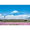 500 Piece Jigsaw Puzzle, Lotus Flower and Mt. Fuji (Shizuoka),