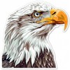 Generic Majestic Bald Eagle Bird Twitcher Sticker for Car, Laptop,