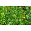 Seeds4planting - Seeds Black Mustard Heirloom Vegetable for Planting Non