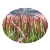 Black Grilled Brown Rice [Live Tea] Heat Packaging 0.5 oz