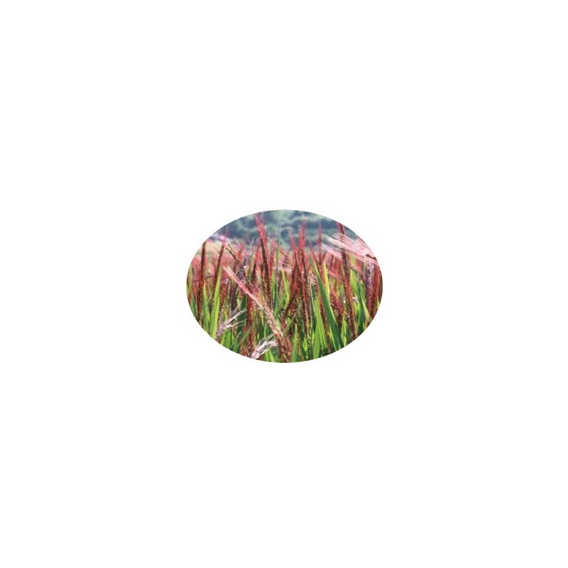 Black Grilled Brown Rice [Live Tea] Heat Packaging 0.5 oz