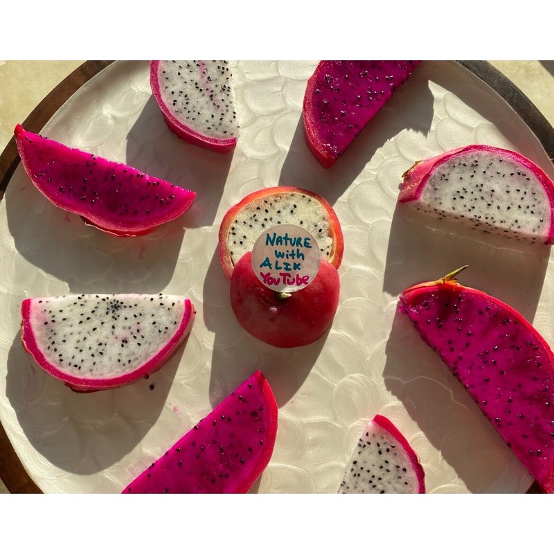 Cactus Dragon Fruit plant well rooted - Physical Graffiti 3