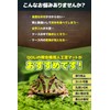 Professional Perspective: Reptile, Amphibians, Artificial Turf, Rearing Mat, Flooring Material,