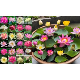 10 Sacred Lotus Seeds for Planting in Water Mixed Flower Color Pink Red White Yellow Multicolor Aquatic Nelumbo nucifera Bonsai Bowl Lotus Seed Ponds Water Feature Gardens Water Lily (10, Lotus Seed)