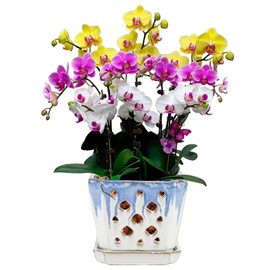 W&W Ceramic Orchid Pot with Drainage Holes and Saucer for Repotting (Blue and White)