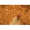 redchocol8® Wooden Push Pins (A Pack of 25 pins) Natural