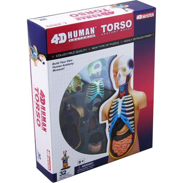 4D Vision Human Anatomy Torso Model