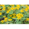 Pure Herbs: Arnica - 1 oz.