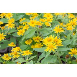 Pure Herbs: Arnica - 1 oz.