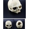 Corkwaw Aquarium Decor Resin Artificial Head Skeleton Decoration - Aquarium