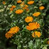 IDDA Herbal Calendula Tea 250g 8.8 oz, Dried Marigold Flowers,
