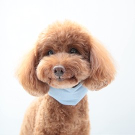 Dog & Life Cool Neckband EX (Soft Ice Pack Included) Blue Dog Size M