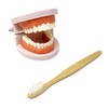 Honbay 1PCS Plastic Standard Teeth Model Adult Mouth Dental Demonstration