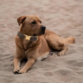Velvet Dog Collar for Small Medium Dog, Durable Soft Velvet, White Green Orange Brown for Girl Boy, Adjustable Metal Buckle Puppy Collar Suitable for Running, Playing and Weddings. (Brown, M)