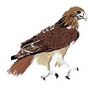 Red-tailed Hawk Bird Iron on Embroidered Patch