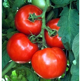 Clovers Garden Celebrity Tomato Plants – Two (2) Live Plants – Non-GMO - Not Seeds - Each 4" to 8" Tall – in 4" Inch Pots – Semi-Determinate