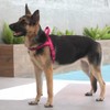 Plutus Pet No Pull Dog Harness with Breathable Mesh Padded,