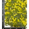 HANDI-KAFU Yellow Narcissus with Stem Real Natural Dried Pressed Flowers