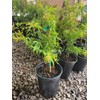 Kamagata Dwarf Japanese Maple - Live Plant - (2.5 QT)