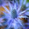 Outsidepride 5000 Seeds Perennial Silver Blue Eryngium Planum Sea Holly