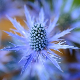 Outsidepride 5000 Seeds Perennial Silver Blue Eryngium Planum Sea Holly Blue Flower Seeds for Planting