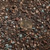 Doter Succulent and Cactus Soil Potting Mix 1.1 LBS, Bonsai